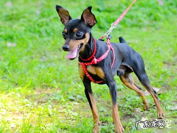 想养一只无味不掉毛的小型宠物狗,有什么推荐吗?