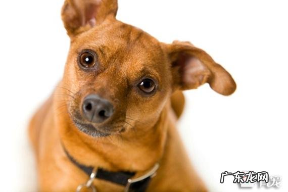 想养一只无味不掉毛的小型宠物狗,有什么推荐吗?