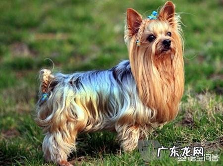 想养一只无味不掉毛的小型宠物狗,有什么推荐吗?