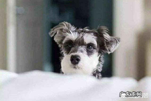 想养一只无味不掉毛的小型宠物狗,有什么推荐吗?