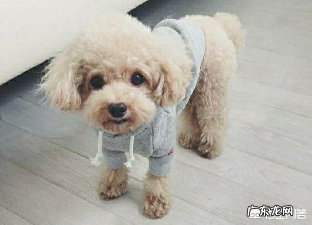 想养一只无味不掉毛的小型宠物狗,有什么推荐吗?