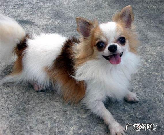 想养一只无味不掉毛的小型宠物狗,有什么推荐吗?