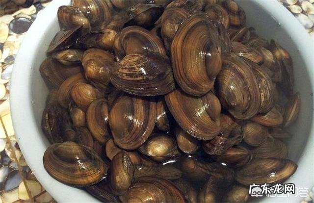 河蚌能吃吗?怎么做好吃?