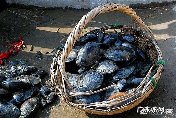 河蚌能吃吗?怎么做好吃?