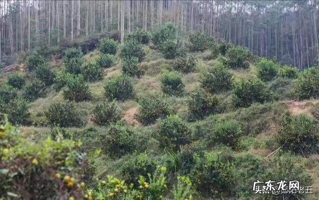 沙糖桔不割环可以吗?