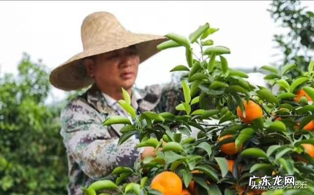 沙糖桔不割环可以吗?