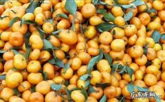 沙糖桔不割环可以吗？