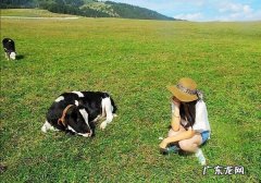 属牛的女人最爱什么？