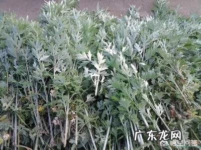 端午节家有孕妇的能在家门上挂艾叶吗?