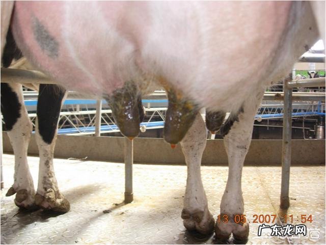 新妈妈如何正确的挤奶?