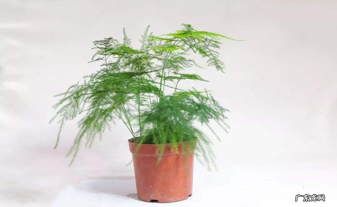 家里养文竹的吉凶