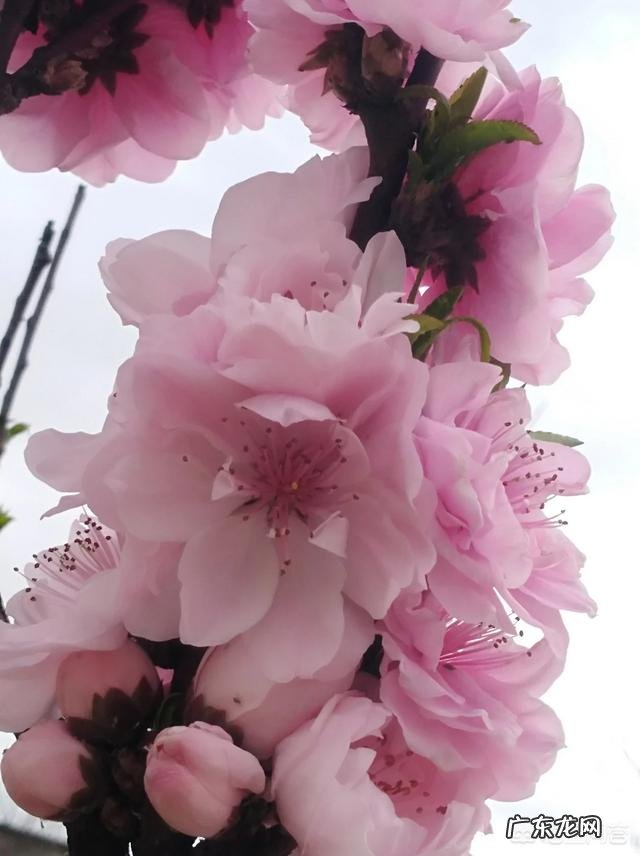 写春天最美的一首诗是什么?