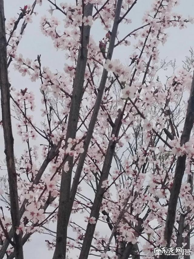 写春天最美的一首诗是什么?