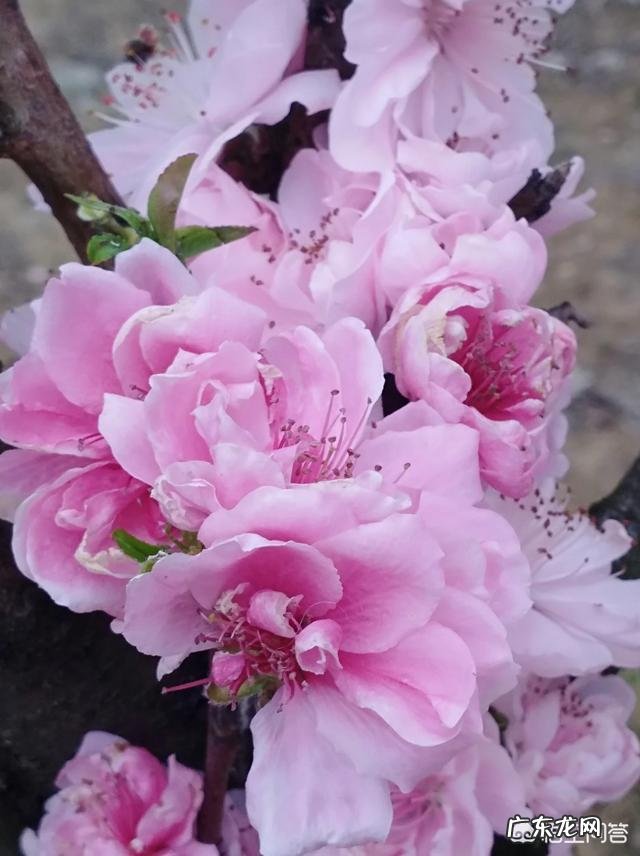 写春天最美的一首诗是什么?