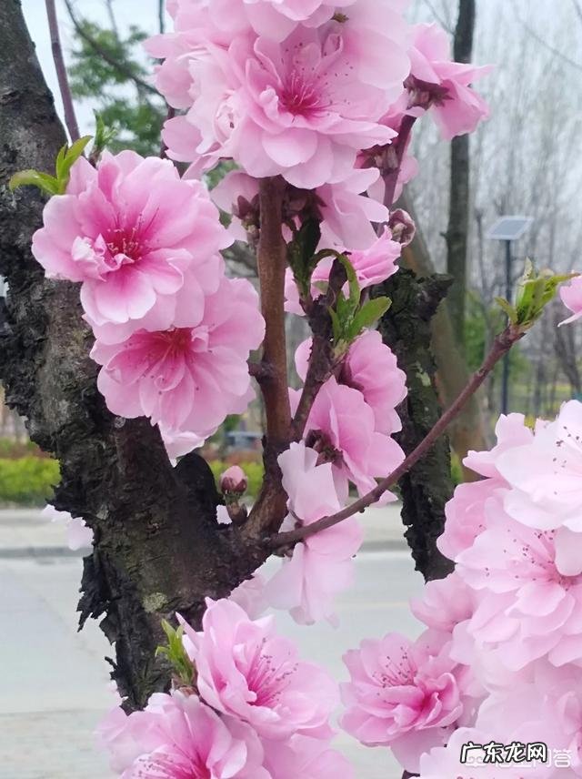 写春天最美的一首诗是什么?