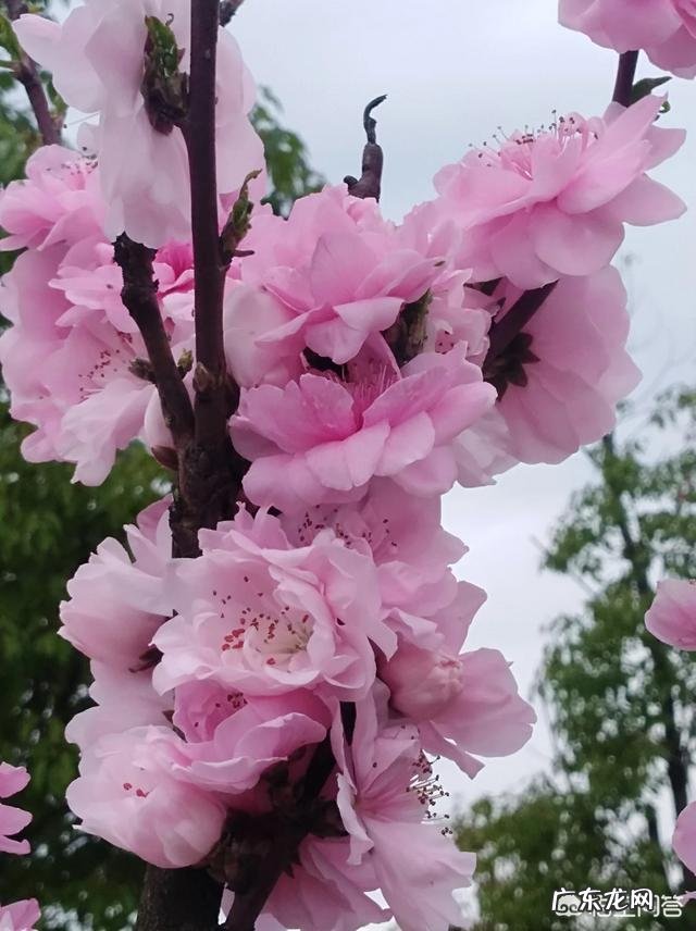 写春天最美的一首诗是什么?