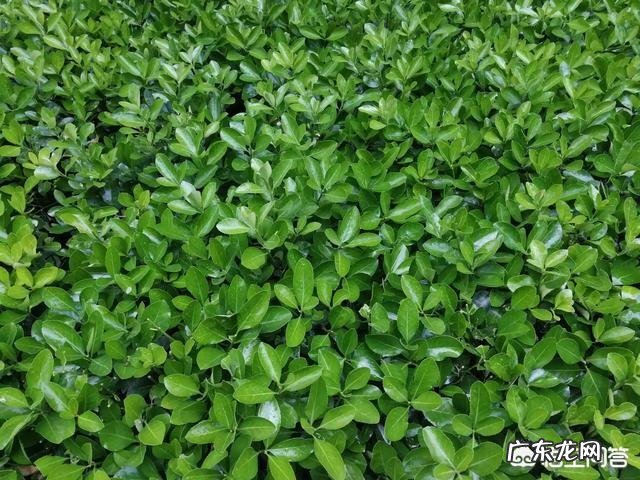 你认为幼儿教育的重点是认知和情感还是学知识？