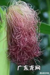 玉米全身都是宝，你了解玉米的药用价值吗？