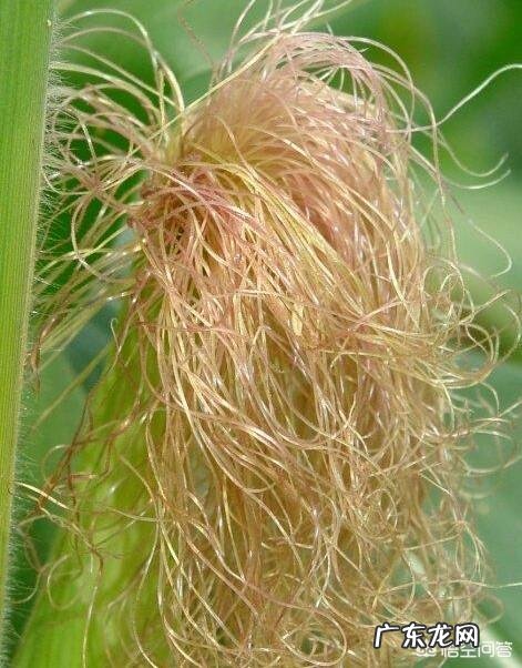 玉米全身都是宝,你了解玉米的药用价值吗?