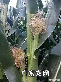 玉米全身都是宝，你了解玉米的药用价值吗？