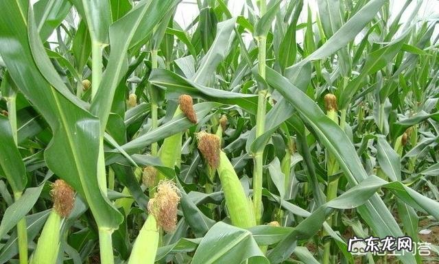 玉米全身都是宝,你了解玉米的药用价值吗?
