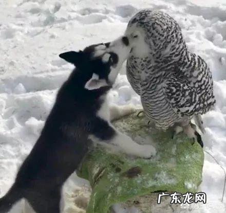 生命诚可贵,爱情价更高,在物欲横流的今天是我们追求的正确爱情观吗?