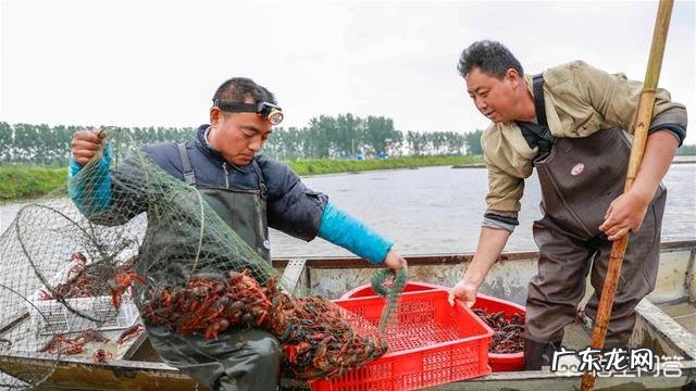 “小龙虾”卖那么贵,养殖成本大约多少?