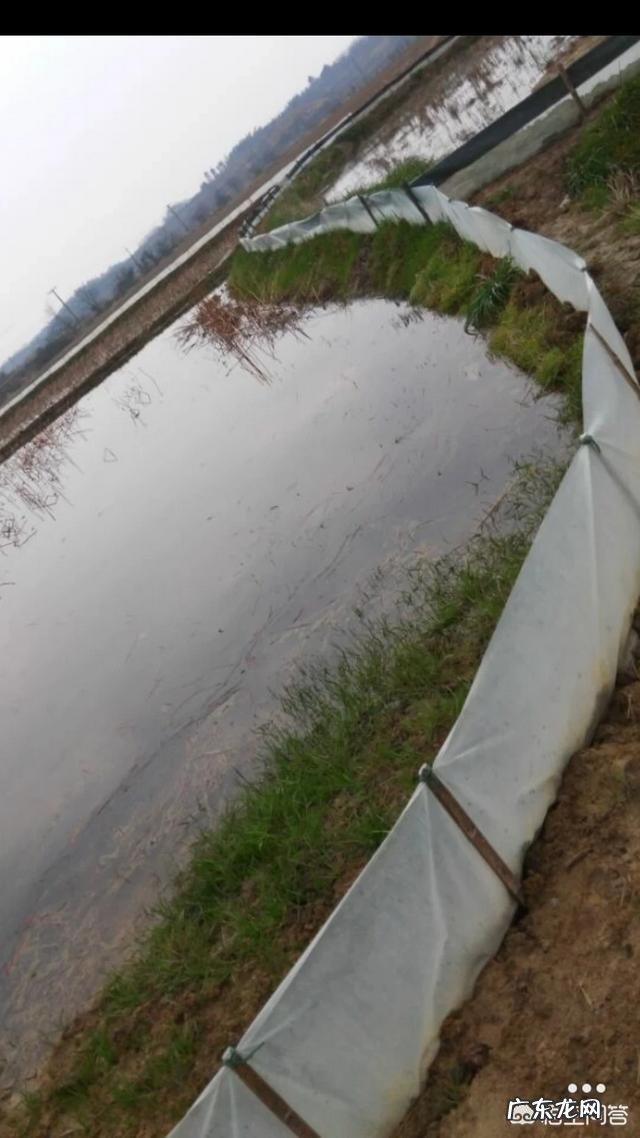 “小龙虾”卖那么贵，养殖成本大约多少？