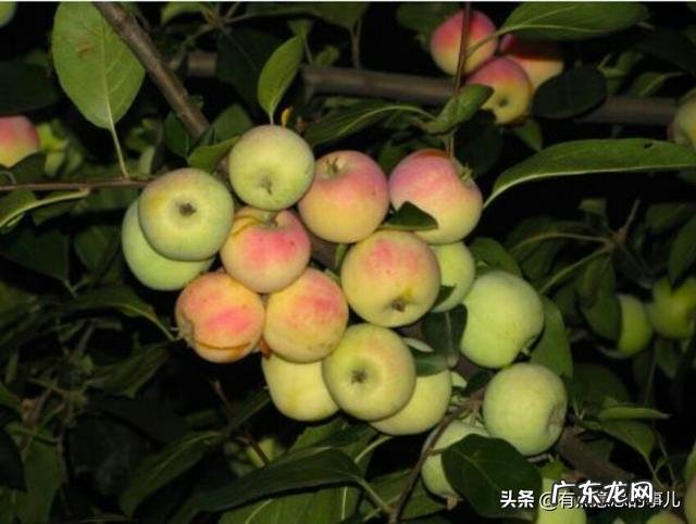 有万亩沙果林，每年大量的沙果烂在地里很可惜，沙果真的没有什么利用价值吗？