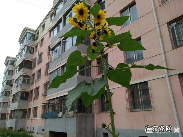 职场领导者如何营造活跃进取的团队氛围？