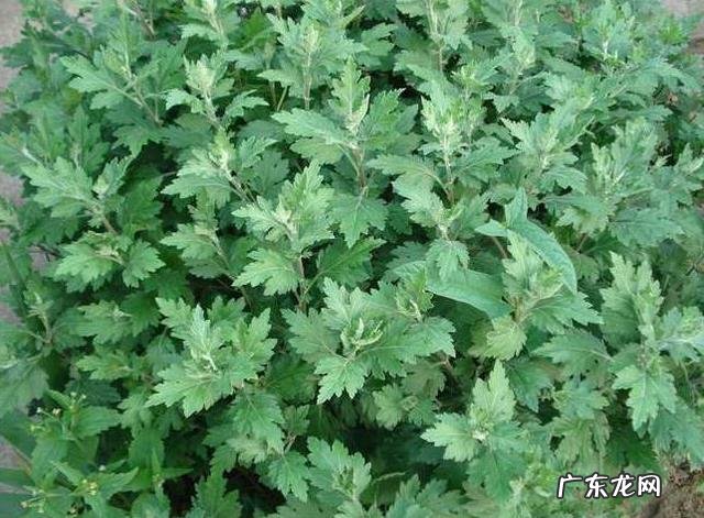 艾叶的性味功效是什么?