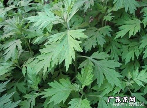 艾叶的性味功效是什么?