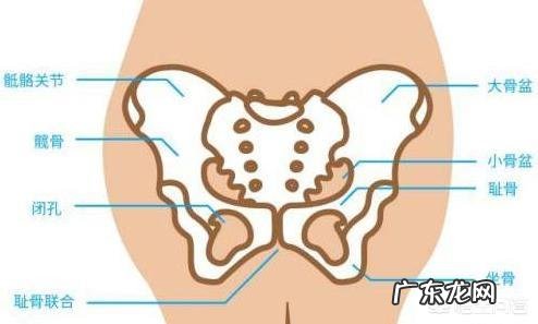 耻骨联合在哪里?