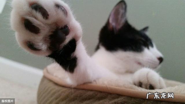 为什么猫咪要舔脚?