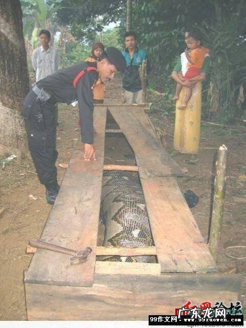 世界上最长的蛇有多长?