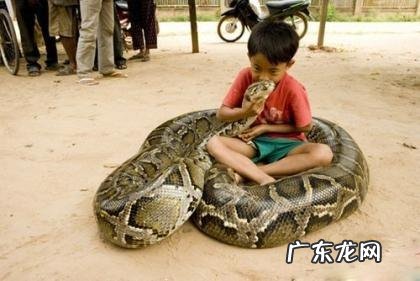 世界上最长的蛇有多长？