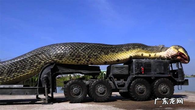 世界上最长的蛇有多长？