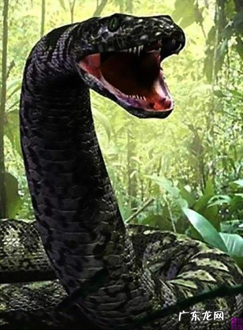 世界上最长的蛇有多长?