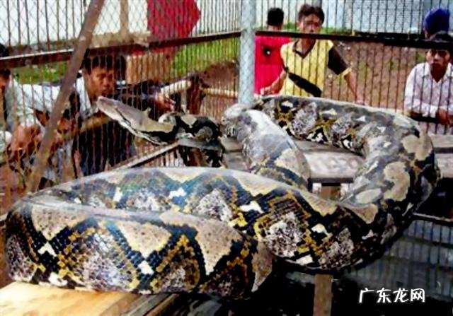 世界上最长的蛇有多长？