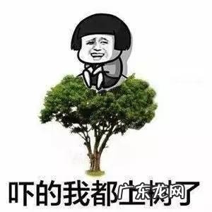 世界上最长的蛇有多长？