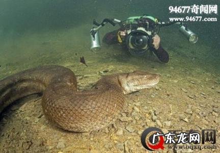 世界上最长的蛇有多长？