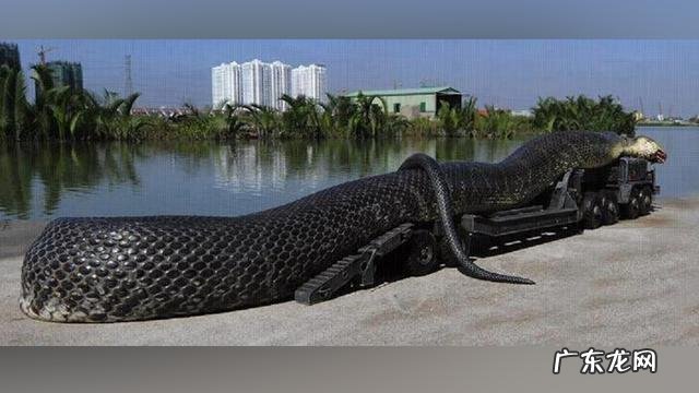 世界上最长的蛇有多长？