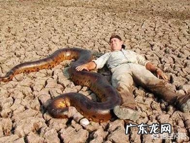 世界上最长的蛇有多长?