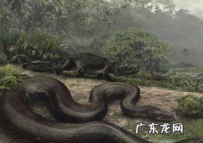 世界上最长的蛇有多长？