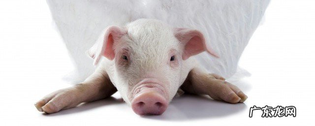 养猪的正确方法