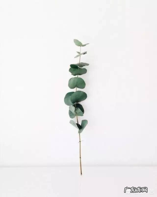 尤加利什么品种好？