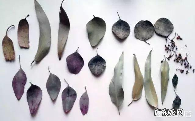 尤加利什么品种好？