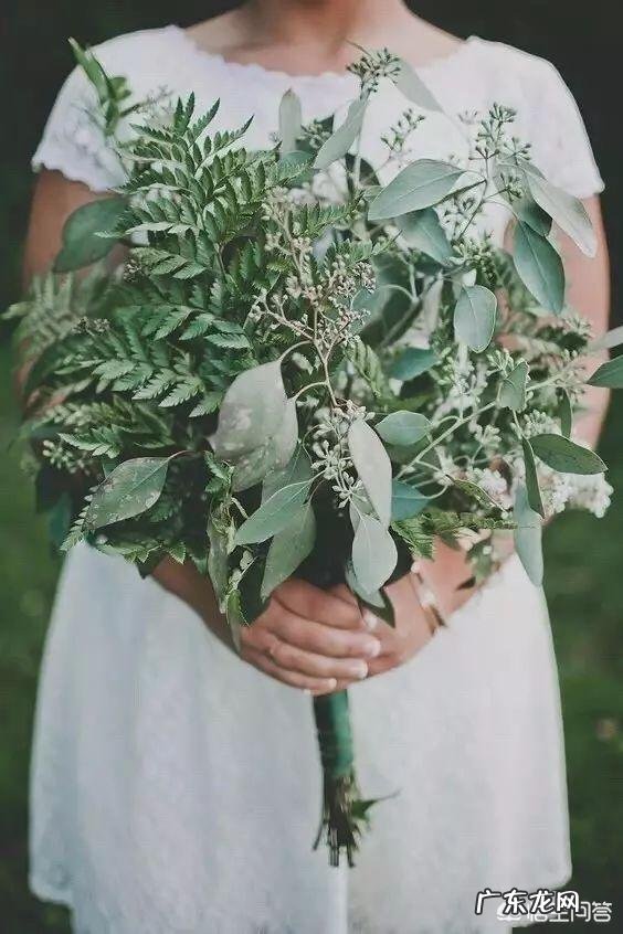 尤加利什么品种好？