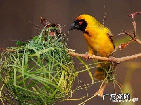 下联:“晨钟透谷鸟惊飞”,如何对上联?