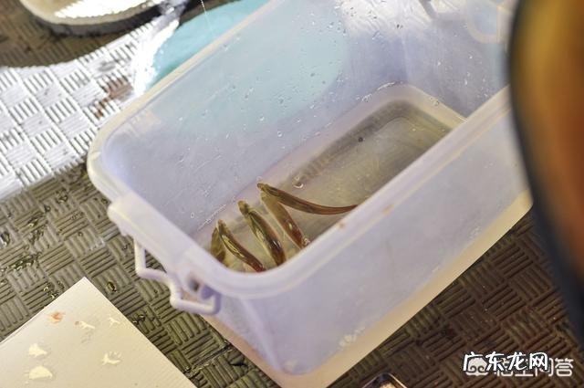 冬天怎么钓鱼？冬天的钓鱼技巧？